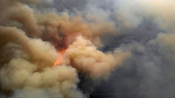 Лесной пожар в Чернобыльской зоне - Sputnik Казахстан