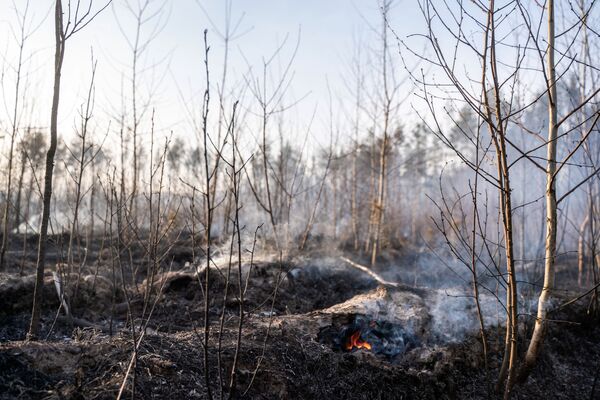 This picture taken on April 12, 2020 shows a forest fire burning at a 30-kilometer (19-mile) Chernobyl exclusion zone in Ukraine, not far from the nuclear power plant. - Some 400 firefighters battle a blaze that broke out on April 4, 2020 in the wooded zone around the ruined Chernobyl reactor that exploded in 1986 in the world's worst nuclear accident.  - Sputnik Казахстан