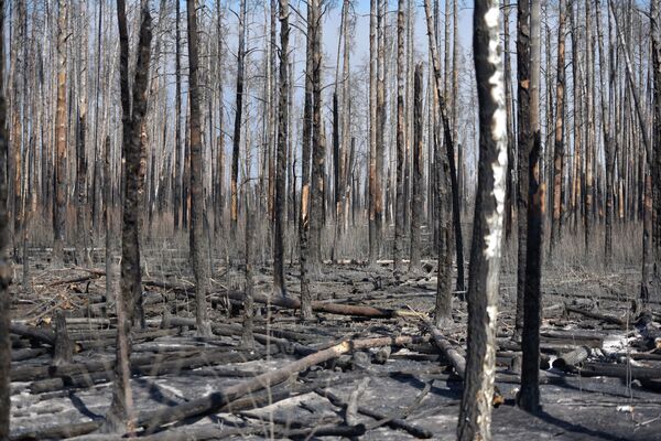 Burned trees are seen after a forest fire outside the settlement of Poliske located in the 30 km (19 miles) exclusion zone around the Chernobyl nuclear power plant, Ukraine April 12, 2020. Picture taken April 12, 2020. REUTERS/Stringer NO RESALES. NO ARCHIVES - Sputnik Казахстан