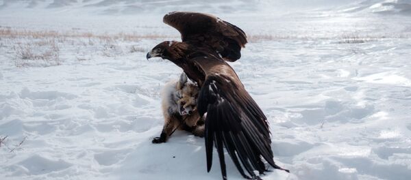 Архивное фото беркута с добычей - Sputnik Казахстан