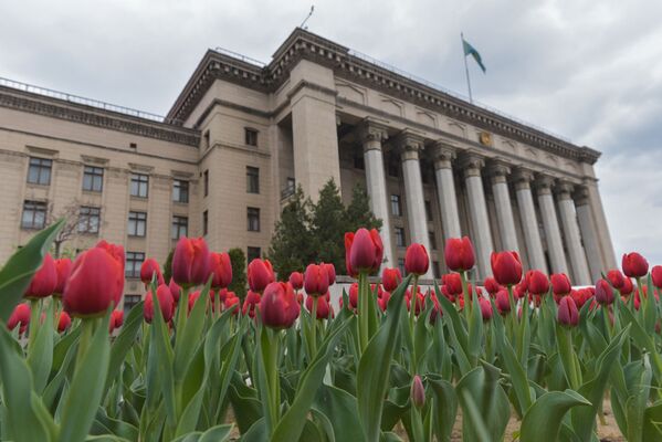 Яркие тюльпаны на площади Астана в Алматы - Sputnik Қазақстан