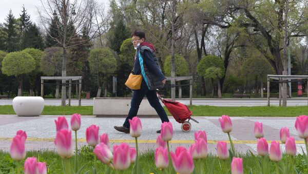 Робкую красоту распускающихся тюльпанов на клумбах в карантинном Алматы могут видеть лишь редкие прохожие - Sputnik Казахстан