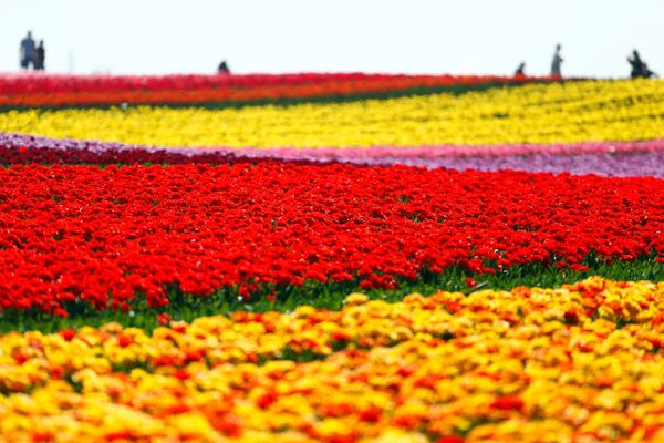 Поле цветущих тюльпанов в Германии - Sputnik Казахстан