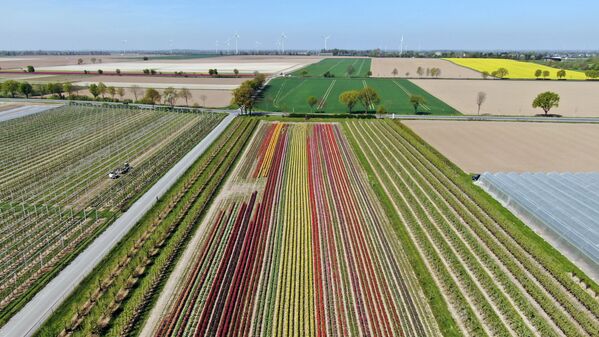Поле цветущих тюльпанов в Германии - Sputnik Казахстан