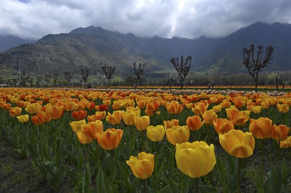 Цветущие тюльпаны в Индии - Sputnik Казахстан