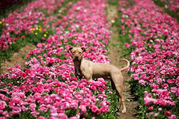Собака в цветущем поле на юге Израиля - Sputnik Казахстан