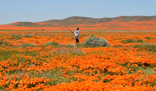 Женщина на цветущем маковом поле в Калифорнии - Sputnik Казахстан