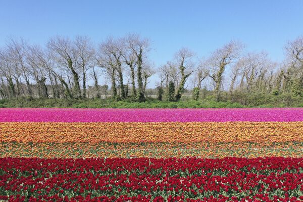 Аэрофотоснимок поля тюльпанов в Пломере, Франция - Sputnik Казахстан
