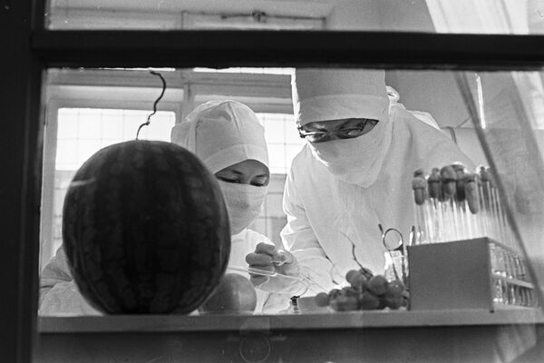 Борьба с эпидемией холеры в Астрахани. Бактериологический анализ овощей и фруктов в городской лаборатории. 1971 год - Sputnik Казахстан