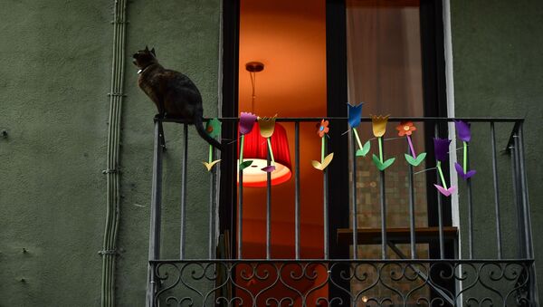 Кошка на балконе жилого дома в Памплоне, Испания - Sputnik Казахстан
