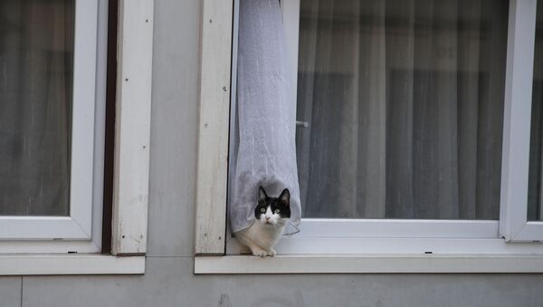 Кошка в окне жилого дома в Париже, Франция - Sputnik Казахстан