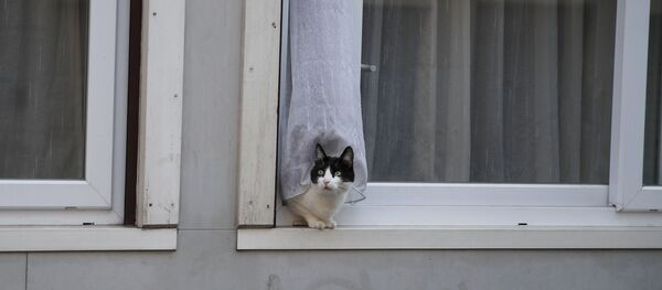 Кошка в окне жилого дома в Париже, Франция - Sputnik Казахстан