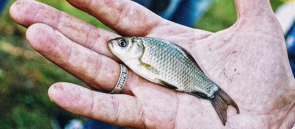 Рыба - Sputnik Казахстан