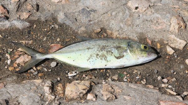 Мертвая рыба - Sputnik Казахстан