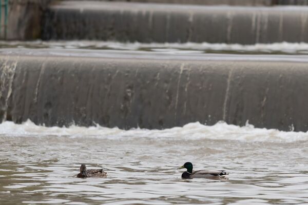 Утки плавают в одной из рек, протекающих по Алматы - Sputnik Қазақстан