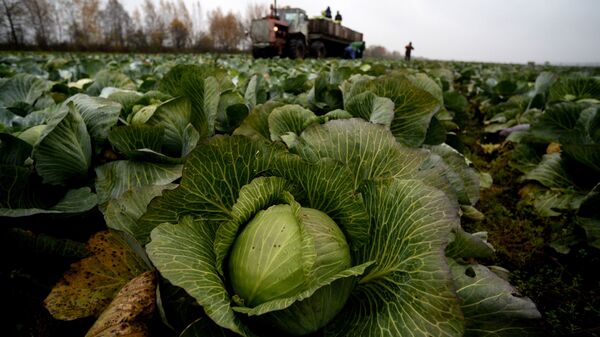 Рабочие собирают урожай капусты, иллюстративное фото - Sputnik Қазақстан