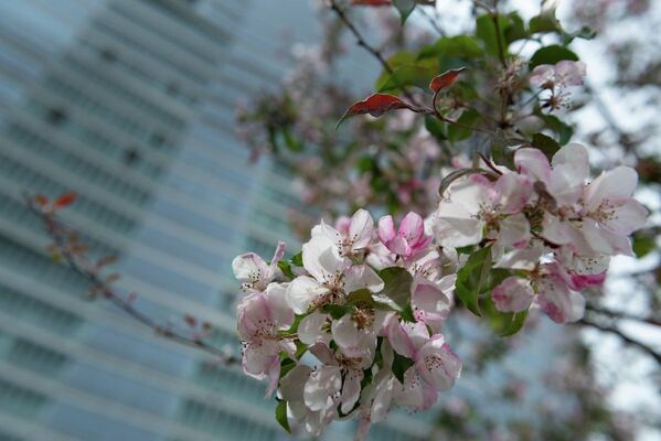Яблони цветут в Алматы - Sputnik Казахстан