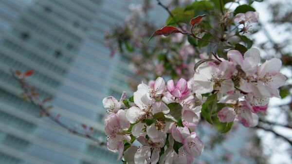 Яблони цветут в Алматы - Sputnik Қазақстан