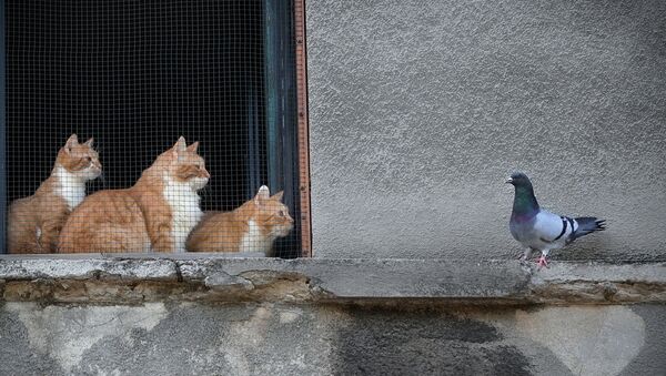 Три кота за оконной сеткой наблюдают за голубем на карнизе - Sputnik Казахстан