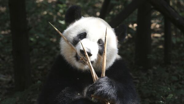 Научно-исследовательский центр разведения панд в Китае - Sputnik Казахстан