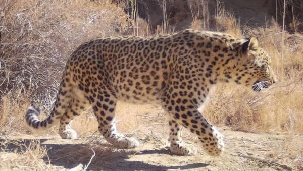 Леопард попал в фотоловушку в Устюртском заповеднике - Sputnik Казахстан