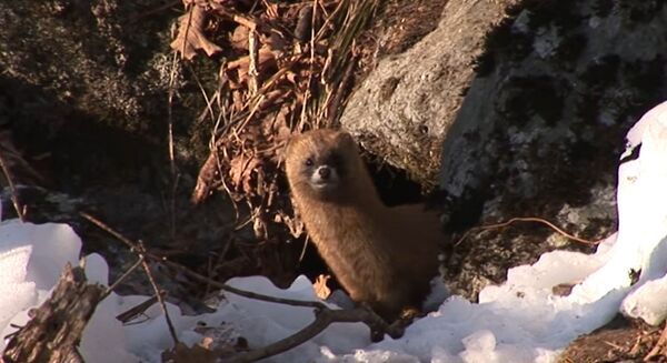 В нацпарке Восточного Казахстана сняли на видео экзотических для этих мест животных - Sputnik Казахстан