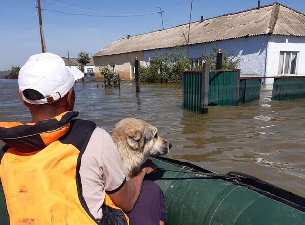 Мужчина с собакой на руках в лодке проплывает мимо затопленных домов в Мактааральском районе - Sputnik Казахстан