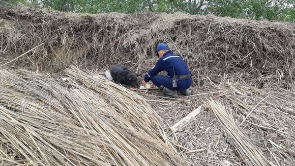 Спасатель поит водой собаку, пострадавшую от наводнения в Мактааральском районе - Sputnik Казахстан