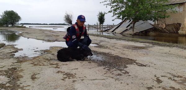 Спасатель и собака в зоне подтопления в Мактааральском районе - Sputnik Казахстан