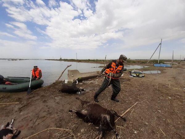 Спасатели вывозят из зоны подтопления в Мактааральском районе туши погибших животных - Sputnik Казахстан