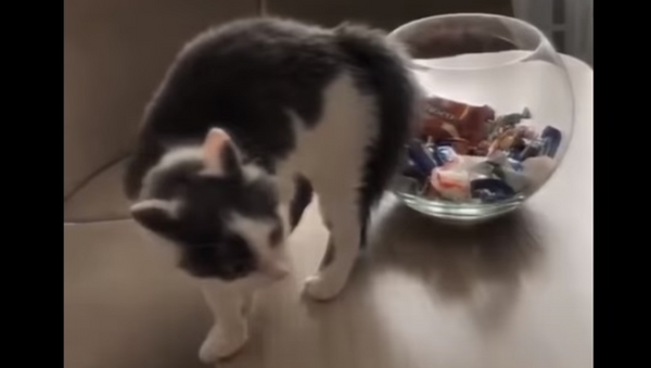 Ну, дай конфетку: кот посадил хозяйку на диету - уморительное видео - Sputnik Казахстан