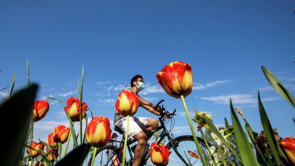 Молодой человек в маске катается на велосипеде на фоне цветущих тюльпанов  - Sputnik Казахстан