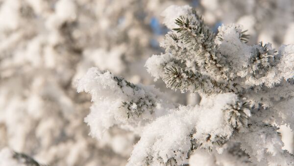 Снег на деревьях в Астане - Sputnik Казахстан