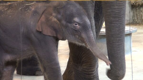 В семье слонов Синты и Юмы ростовского зоопарка родился слоненок - Sputnik Казахстан