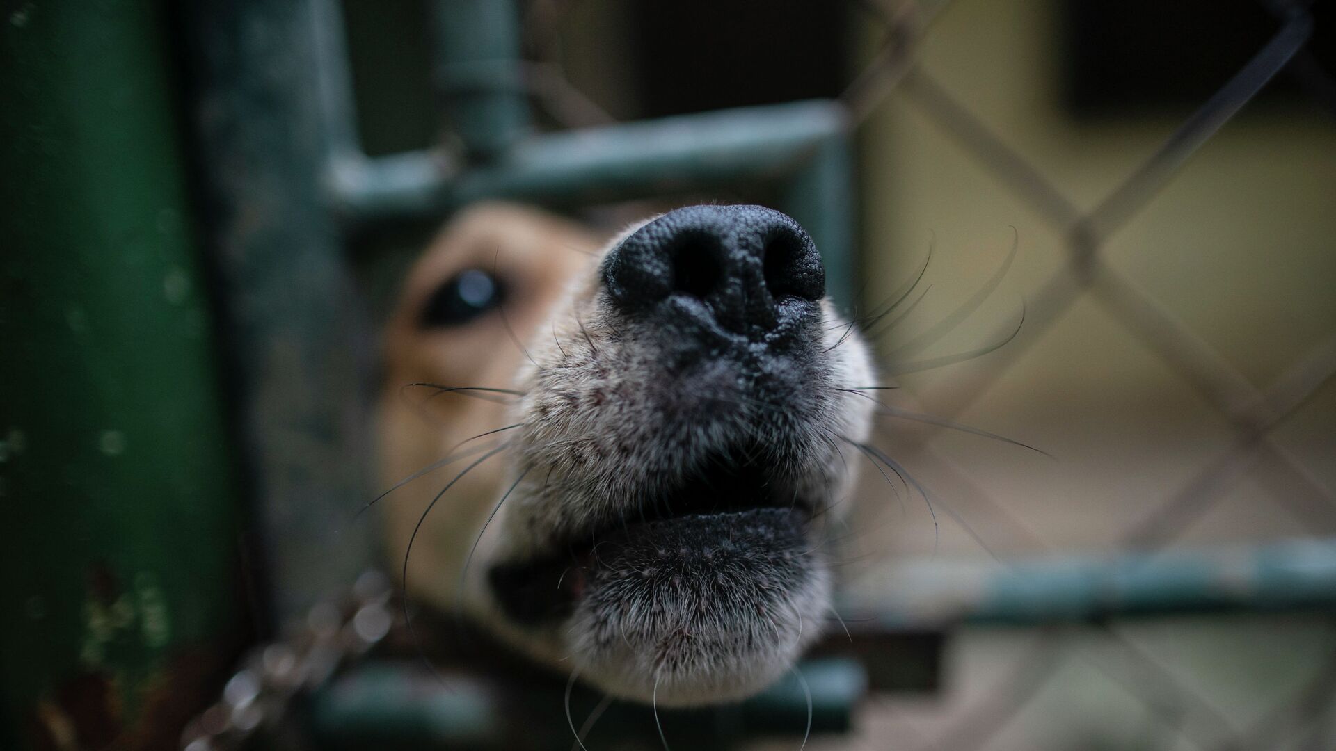 Собака выглядывает сквозь отверстие в ограде  - Sputnik Қазақстан, 1920, 13.05.2021