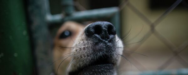 Собака выглядывает сквозь отверстие в ограде Собака выглядывает сквозь отверстие в ограде - Sputnik Казахстан