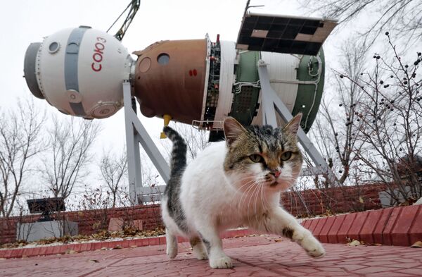 Кот у корабля Союз в музее космодрома Байконур  - Sputnik Казахстан