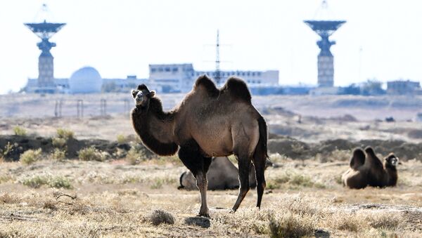 Двугорбые верблюды на фоне строений многоцелевого радиокомплекса Сатурн-МС, расположенного на территории космодрома Байконур - Sputnik Казахстан