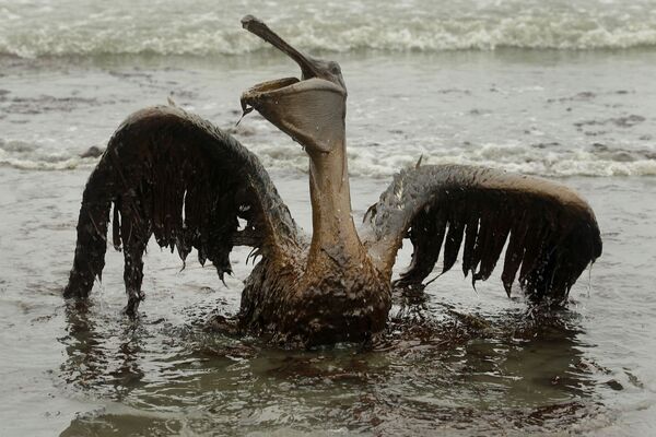 Пеликан, пострадавший от разлива нефти в Мексиканском заливе - Sputnik Қазақстан