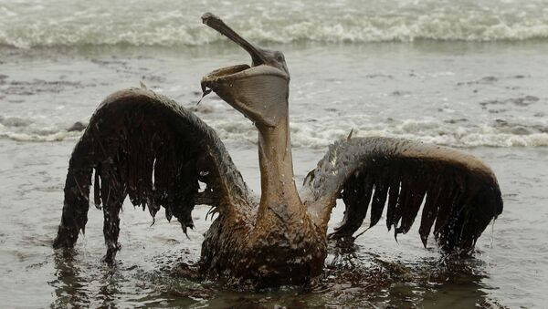 Пеликан, пострадавший от разлива нефти в Мексиканском заливе - Sputnik Казахстан