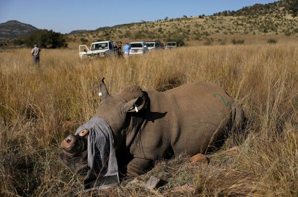 Носорог, которому спилили рог, чтобы препятствовать браконьерству, в заповеднике Пиланесберг, ЮАР - Sputnik Қазақстан