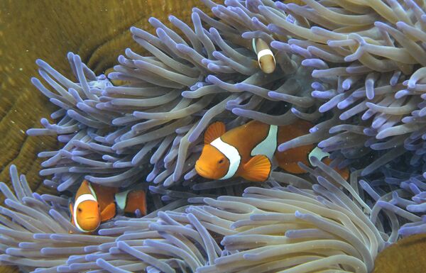 Рыбы в кораллах Большого барьерного рифа в Австралии - Sputnik Казахстан