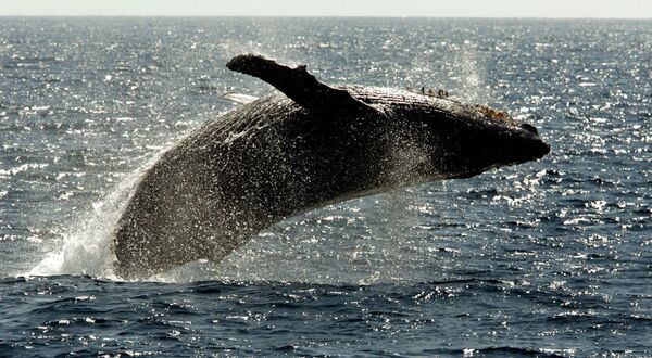 Горбатый кит всплывает на поверхность - Sputnik Казахстан