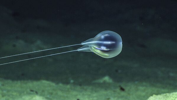 Гребневик Bathypelagic Ctenophore, снятый аппаратом Okeanos Explorer на глубине 4000 под водой  - Sputnik Казахстан