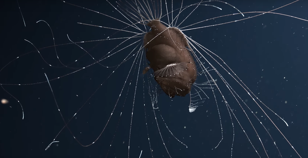 Одних из наиболее загадочных обитателей мирового океана рыба-удильщик - Sputnik Казахстан