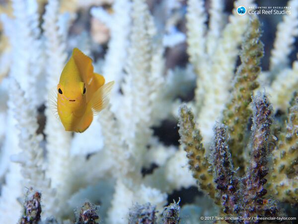 Рыбка в кораллах Большого барьерного рифа в Австралии - Sputnik Казахстан