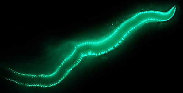 Люминесцирующий червь, обнаруженный учеными в водах Атлантического океана в окрестностях Бермудских островов - Sputnik Казахстан