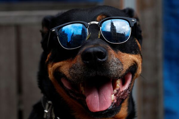 Собака в солнцезащитных очках на площади Grand Place в Брюсселе после открытия баров и ресторанов  - Sputnik Казахстан