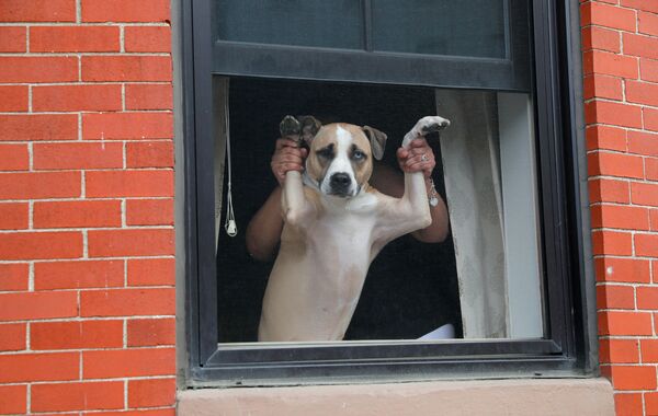 Собака и ее владелец наблюдают из окна за акцией протеста против расового неравенства в связи гибелью Джорджа Флойда, Бостон, штат Массачусетс, США - Sputnik Казахстан