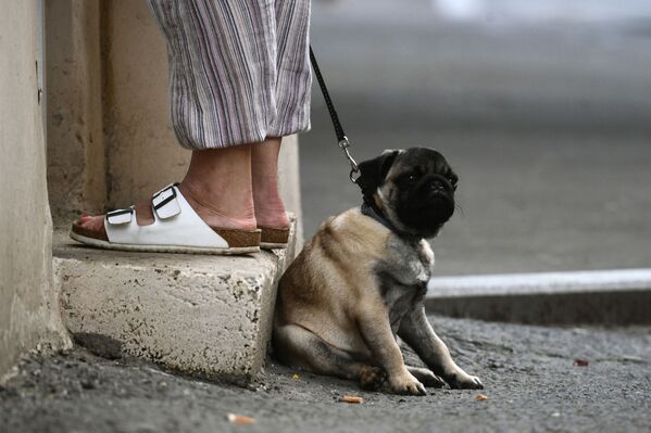 Собака породы мопс на одной из улиц в Москве - Sputnik Казахстан